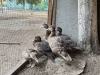 Ducks — Foto 1