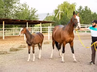 Yegua, Akhal-Teke — foto 3