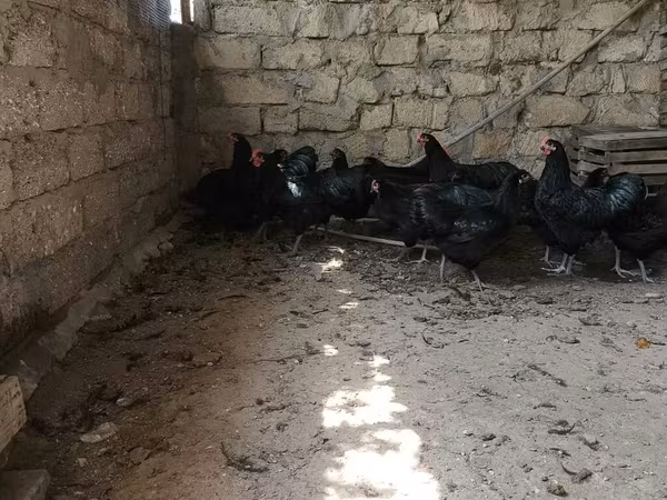 مالينس