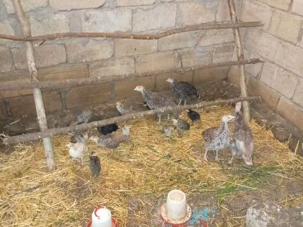 Turkeys