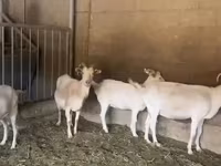 Dişi keçi, Pomellata goat — foto 5