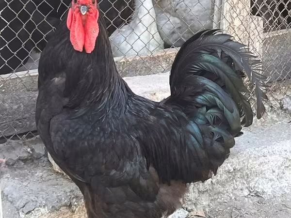 Chickens