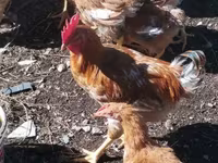 Chickens — الصورة 2