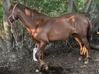 Kůň, Kazakh horse — foto 1