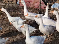 Geese — photo 3