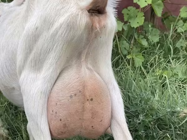 Koza, Saanen goat