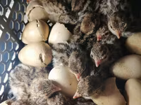 Quails — الصورة 2