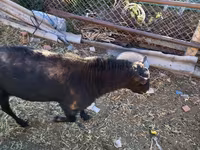 Cabro, Cabras — foto 1