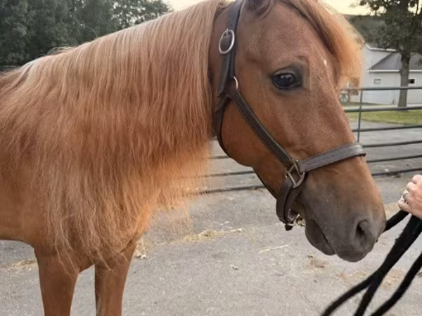 Horse (M), Rocky Mountain Horse