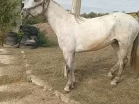 Кобила, Orlov Trotter — фото 2