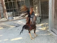 Chickens — photo 3