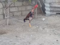 Chickens — Foto 4