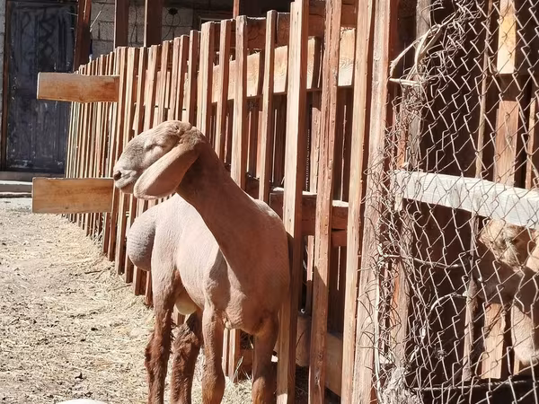 Ram, Rhon sheep