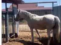Mare, Kazakh horse — photo 3