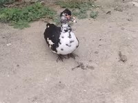 Ducks — zdjęcie 1