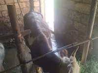 Cattle (batch, sex not specified), Cattle — photo 3