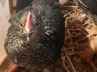 Australian Pit Game fowl — Foto 3