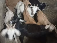 Billy Goat, Goats — photo 2