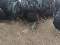 Australorp — photo 5