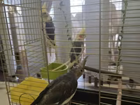 Növ: Nimfa tutuquşuları (cockatiel) – 3 ədəd Rənglər: sarı başlı — الصورة 2