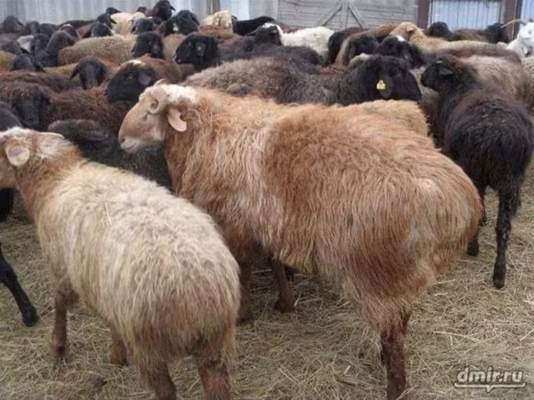 Ram, Sheep