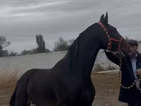 Koń, Orlov Trotter — zdjęcie 4