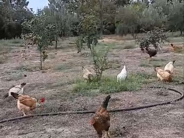 Chickens — Azerbaijan
