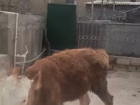 母牛, Simmental cattle — 照片 2