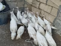 Turkeys — foto 1