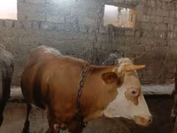 ثور, الماشية — الصورة 6