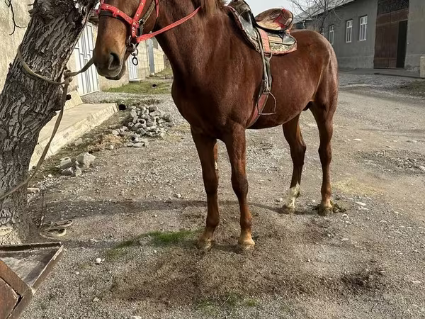At, Kazakh horse