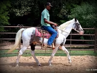 Horse (M), National Show Horse — photo 7