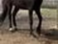 Stute, Orlov Trotter — Foto 6