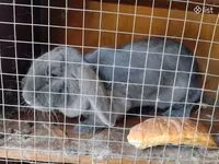 Schaf, Schafe — Foto 5