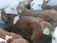Buğa, Simmental cattle — foto 2