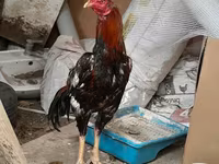 Chickens — foto 2