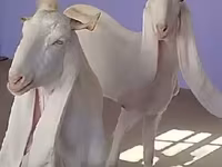 عنزة, Gulabi goats — الصورة 1