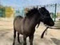 Caballos (lote, sexo no especificado), Australian Pony — foto 7