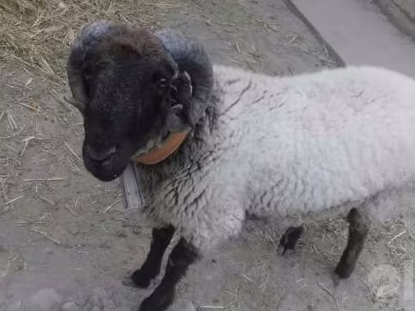 Ram, Suffolk sheep