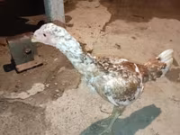 Chickens — Foto 1