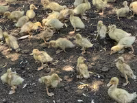 Ducks — photo 2