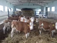 Toro, Simmental cattle — foto 5