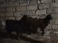 Billy Goat, Goats — photo 3