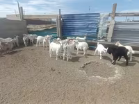 Cabra, Cabras — foto 2