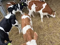 Toro, Simmental cattle — foto 7