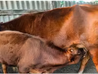 Cow, Cattle — photo 4