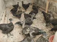 Chickens — photo 5