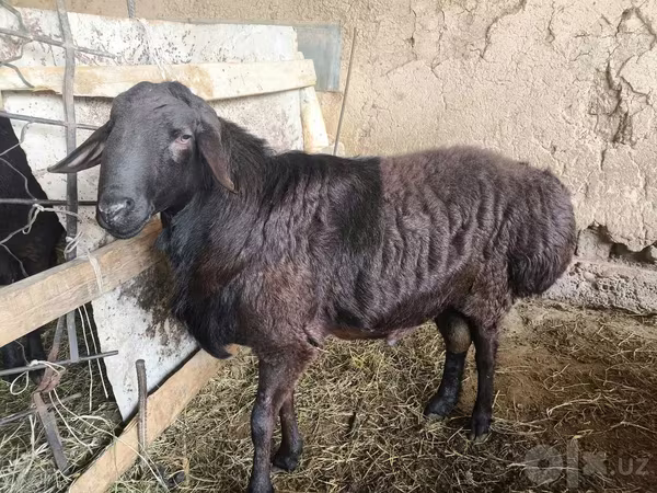 Widder, Hissar sheep