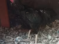 Chickens — photo 5
