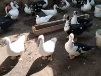 Ducks — الصورة 6